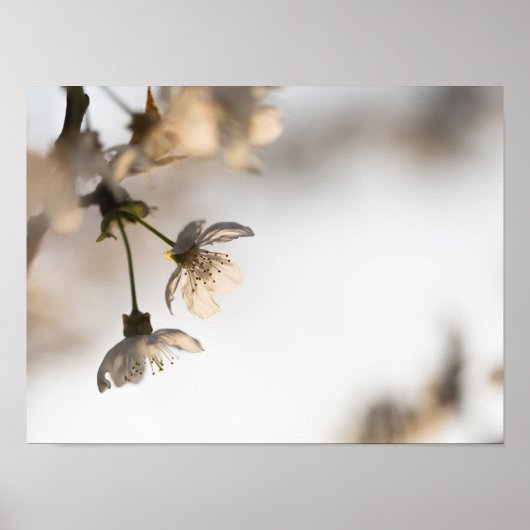 Natuur BLOeming White Cherry Tree Poster (Voorkant)