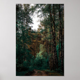 Natuur Bos Berk Bomen Landschap Wit-Rusland Poster