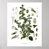 Natuur, botanische afdruk, bloemkunst van Lemon Ba Poster (Voorkant)