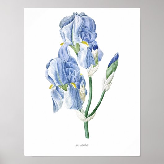 Natuur, botanische afdruk, poster voor bloemkunst (Voorkant)