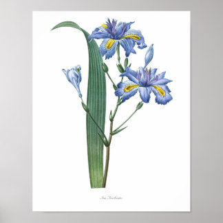 Natuur, botanische afdruk, poster voor bloemkunst 