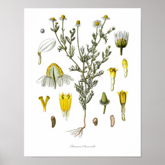 Natuur, botanische druk, bloemkunst van Chamomile Poster