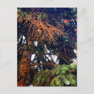 natuur botanische tuin plant pijnboom briefkaart