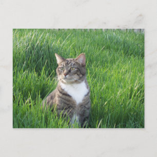 Natuur Boy Cat Briefkaart