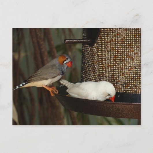 NATUUR BRIEFKAART (Voorkant)