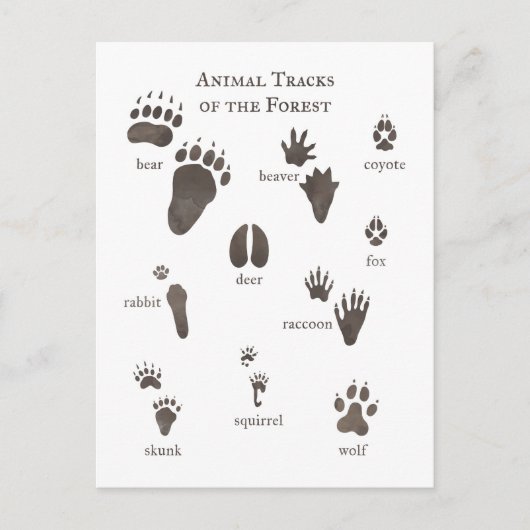 Natuur Briefkaart Dierverpakkingen van het bos (Voorkant)