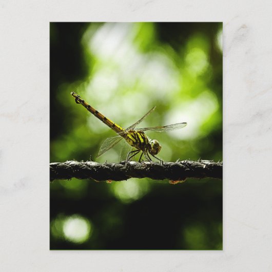 NATUUR - BRIEFKAARTEN (Voorkant)