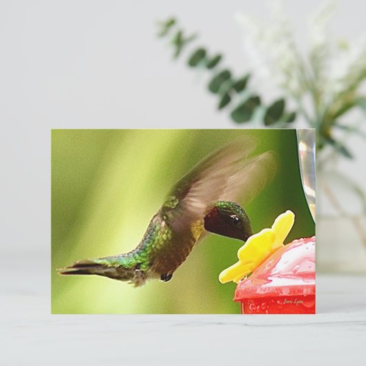 Natuur briefkaarten Hummingbird cards (Staand voorkant)