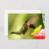 Natuur briefkaarten Hummingbird cards (Voorkant / Achterkant)