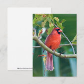 Natuur briefkaarten Kardinaal vogelkaart (Voorkant / Achterkant)
