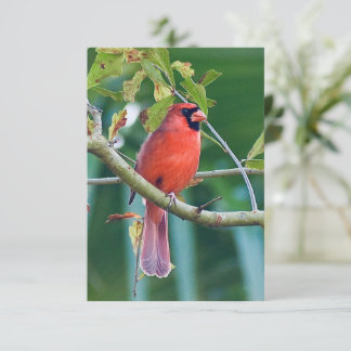 Natuur briefkaarten Kardinaal vogelkaart
