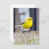 Natuur briefkaarten Vogelkaarten (Voorkant / Achterkant)