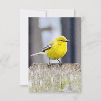 Natuur briefkaarten Vogelkaarten