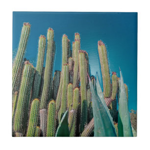 Natuur Cactus Plant Afrika woestijnlandschap Tegeltje