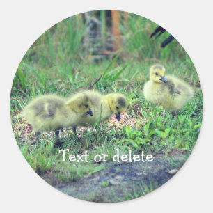 Natuur Canada Goose Babies Personalized Ronde Sticker
