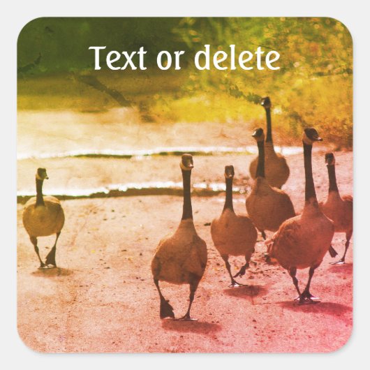 Natuur Canada Goose Family Personalized Vierkante Sticker (Voorkant)