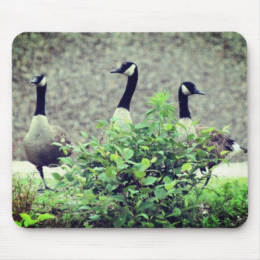 Natuur Canada Goose Trio Muismat (Voorkant)