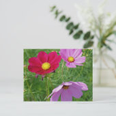 Natuur Cosmos Flower Trio Briefkaart (Staand voorkant)