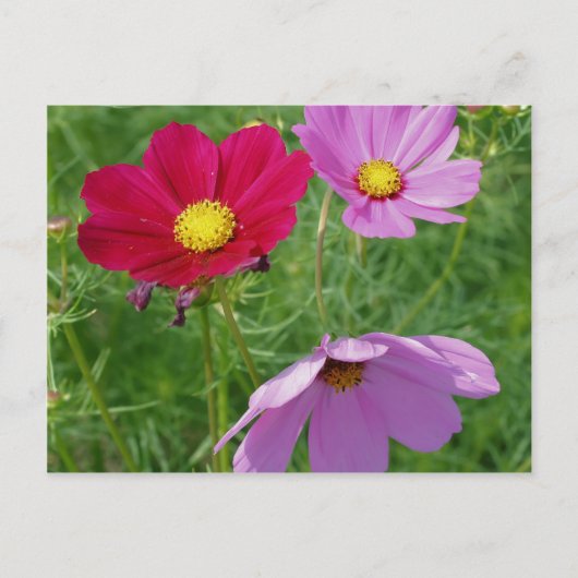 Natuur Cosmos Flower Trio Briefkaart (Voorkant)