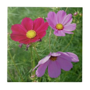 Natuur Cosmos Flower Trio Tegeltje