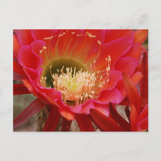 Natuur Dance Briefkaart (Voorkant)