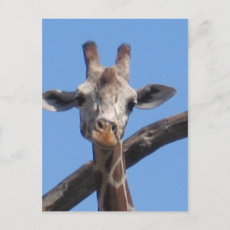 Natuur dierrotsen briefkaart