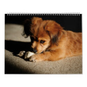 Natuur en dieren kalender (Hoes)