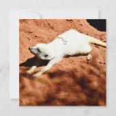 Natuur Forager: White Meerkat Digging for Bugs (Achterkant)