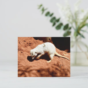 Natuur Forager: White Meerkat Digging for Bugs Briefkaart