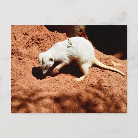 Natuur Forager: White Meerkat Digging for Bugs Briefkaart (Voorkant)