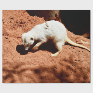 Natuur Forager: White Meerkat Digging for Bugs Cadeaupapier