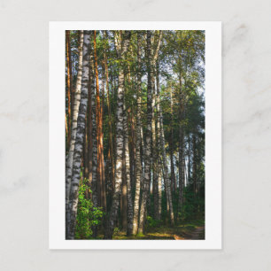 Natuur Forest Birch Trees Green Landscape Briefkaart
