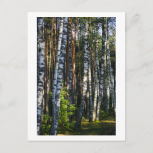 Natuur Forest Birch Trees Green Landscape Briefkaart