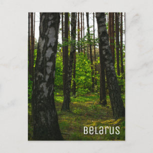 Natuur Forest Birch Trees Landschap Belarus Briefkaart