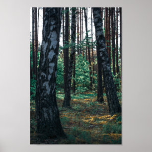 Natuur Forest Birch Trees Landschap Belarus Poster