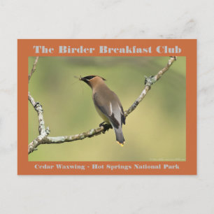 Natuur Fotografie Cedar Waxwing Birder Briefkaart
