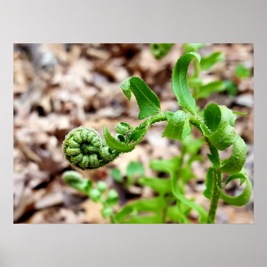 Natuur Fotografie, FIddlehead Fern in Springtime Poster (Voorkant)
