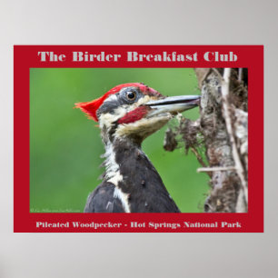 Natuur Fotografie Pileated Woodpecker Birder Poster