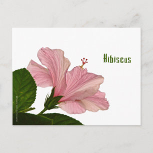 Natuur Fotografie Roze Hibiscus Closeup Foto Briefkaart