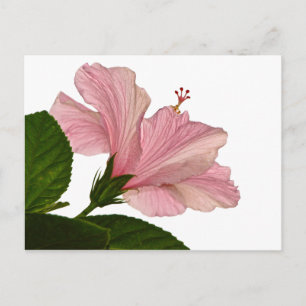 Natuur Fotografie Roze Hibiscus Closeup Foto Briefkaart