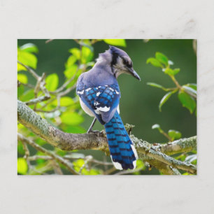 Natuur Fotografie Shy Blue Jay Apparel Giften Briefkaart