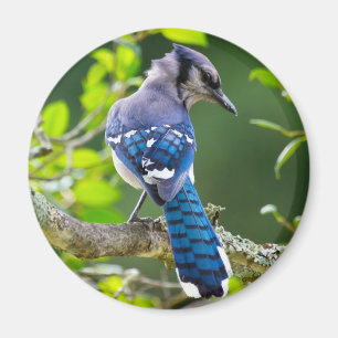 Natuur Fotografie Shy Blue Jay Apparel Giften Magneet
