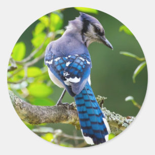 Natuur Fotografie Shy Blue Jay Apparel Giften Ronde Sticker
