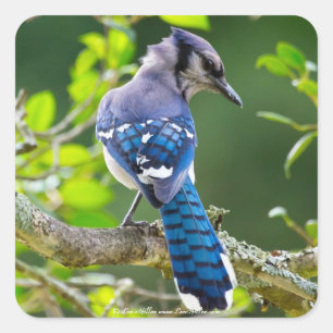 Natuur Fotografie Shy Blue Jay Apparel Giften Vierkante Sticker