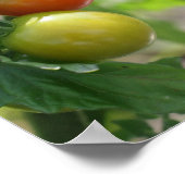 Natuur Garden Cherry Tomaten Poster (Hoek)