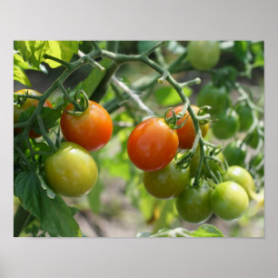 Natuur Garden Cherry Tomaten Poster