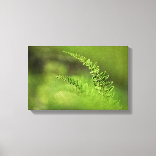 Natuur Green Fern Frond Canvas Afdruk (Voorkant)