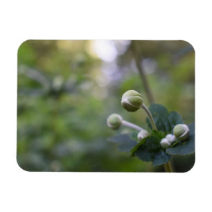 Natuur groene bloem tuintuinbouwfoto's magneet