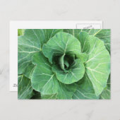 Natuur Groene kool Briefkaart (Voorkant / Achterkant)