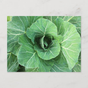 Natuur Groene kool Briefkaart
